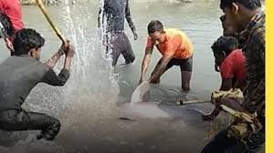 इंसान हो तो जीवों  के दर्द को समझों