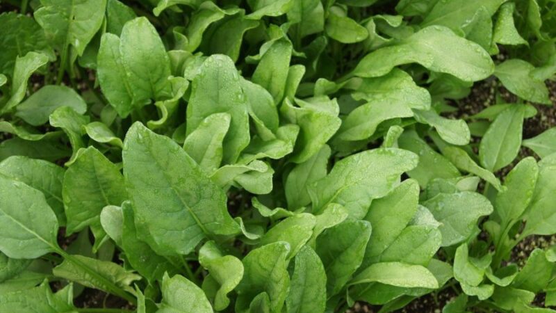 अब पालक करेगा ईमेल